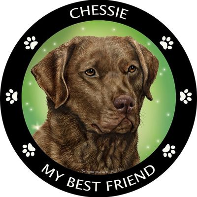 Chesapeake Bay Retriever My Best Friend Magnet