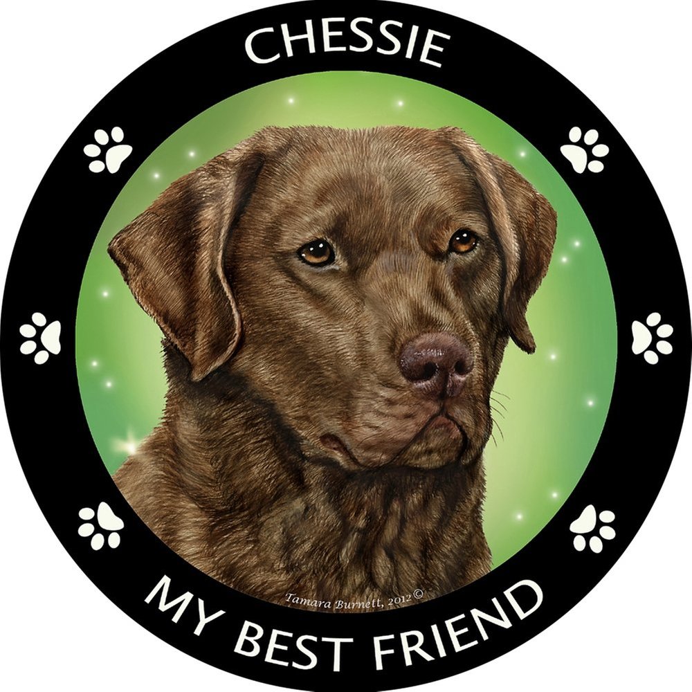Chesapeake Bay Retriever My Best Friend Magnet