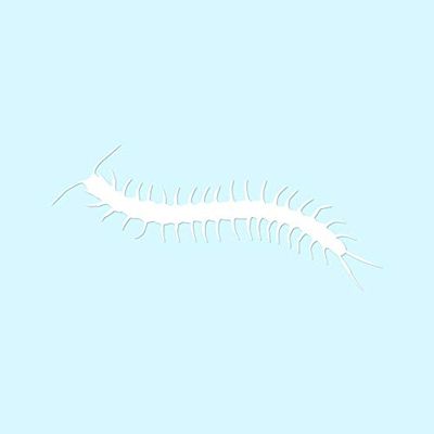 Centipede Millipede Insect - Vinyl Decal Sticker - 17" x 7.5" - White