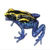 Blue Poison Dart Frog Coloful Beautiful Dangerous - 5" Vinyl Sticker - for Car Laptop I-Pad - Waterproof Decal view 1