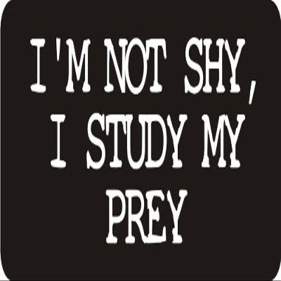1080 Graphics 3 - I'm Not Shy, I Study My Prey 1 1/4" x 3" Hard Hat Biker Helmet Stickers Bs324