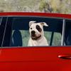 Pet Gifts USA Dogs On The Move Vinyl Decal (Labrador, Yellow (American)) view 2