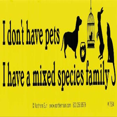 Northern Sun I Don't Have Pets, I Have A Mixed Species Family - Magnetic Bumper Sticker/Decal Magnet (11" X 3")