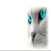Personalized License Plate - House Cat Bright Eyes Couple or Single Name Design view 2