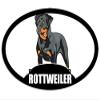 MAGNET 3x5 inch Oval ROTTWEILER Sticker -decal dog rott breed fun love black mean rotty Magnetic vinyl bumper sticker sticks to any metal fridge, car, signs view 1