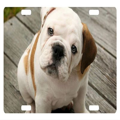 Bull Dog License Plate Canine Breed Emblem Deck Version