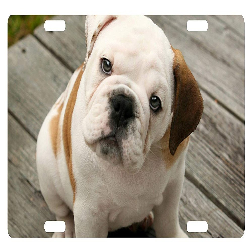 Bull Dog License Plate Canine Breed Emblem Deck Version