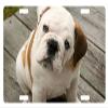 Bull Dog License Plate Canine Breed Emblem Deck Version view 1