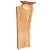 NRS Day Worker Parchment Chap Brown M view 1