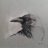 Magnet Raven Car Magnetic Vinyl Bumper Sticker 5'' x 4'' view 1