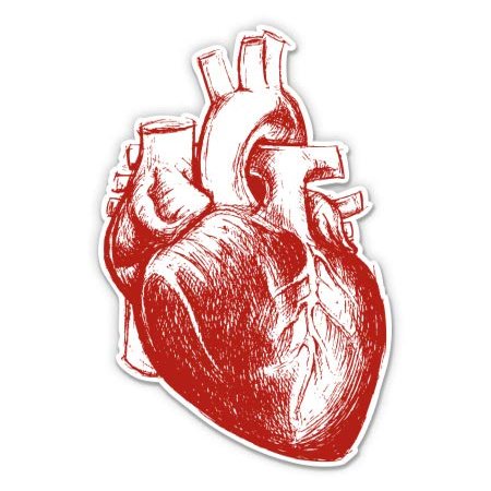 Anatomical Heart Drawing - 3" Vinyl Sticker - for Car Laptop Water Bottle Phone - Waterproof Decal