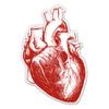 Anatomical Heart Drawing - 3" Vinyl Sticker - for Car Laptop Water Bottle Phone - Waterproof Decal view 1