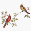 Vision Signs Cardinal Couple Sticker Bumper Sticker Vinyl Decal 5inch view 1