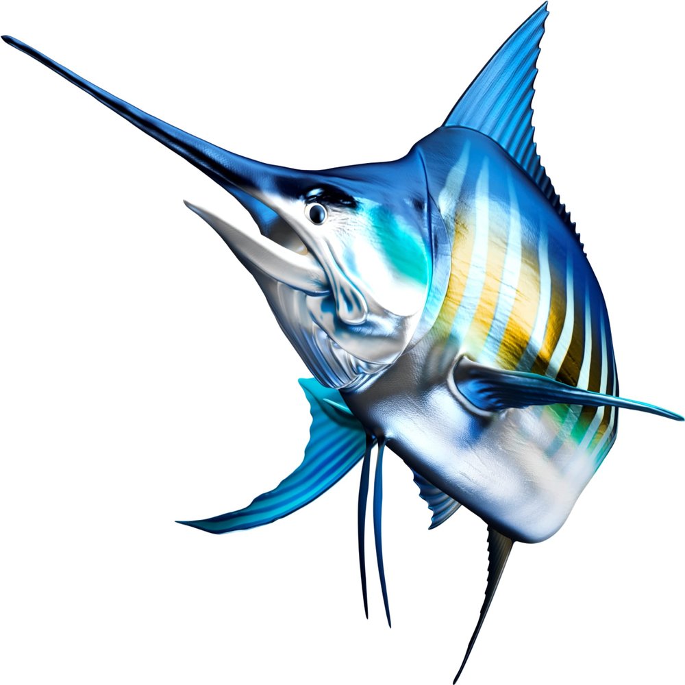 White Marlin Beautiful Fish Decal | Fishing Decal for Boat, Car, Vehicle, Truck Etc. | Waterproof Vinyl Sticker | Many Sizes & Styles Available | 12" to 40" By Digital Fish Art (Medium, Position 2)