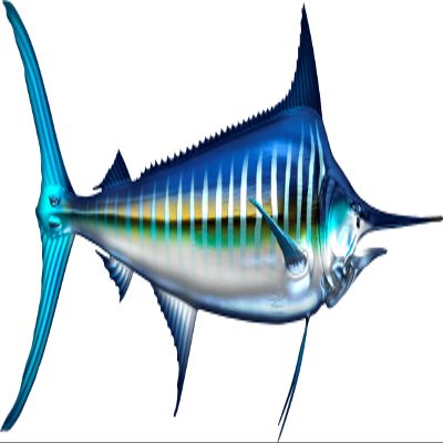 White Marlin Beautiful Fish Decal | Fishing Decal for Boat, Car, Vehicle, Truck Etc. | Waterproof Vinyl Sticker | Many Sizes & Styles Available | 12" to 40" By Digital Fish Art (Large, Position 6)