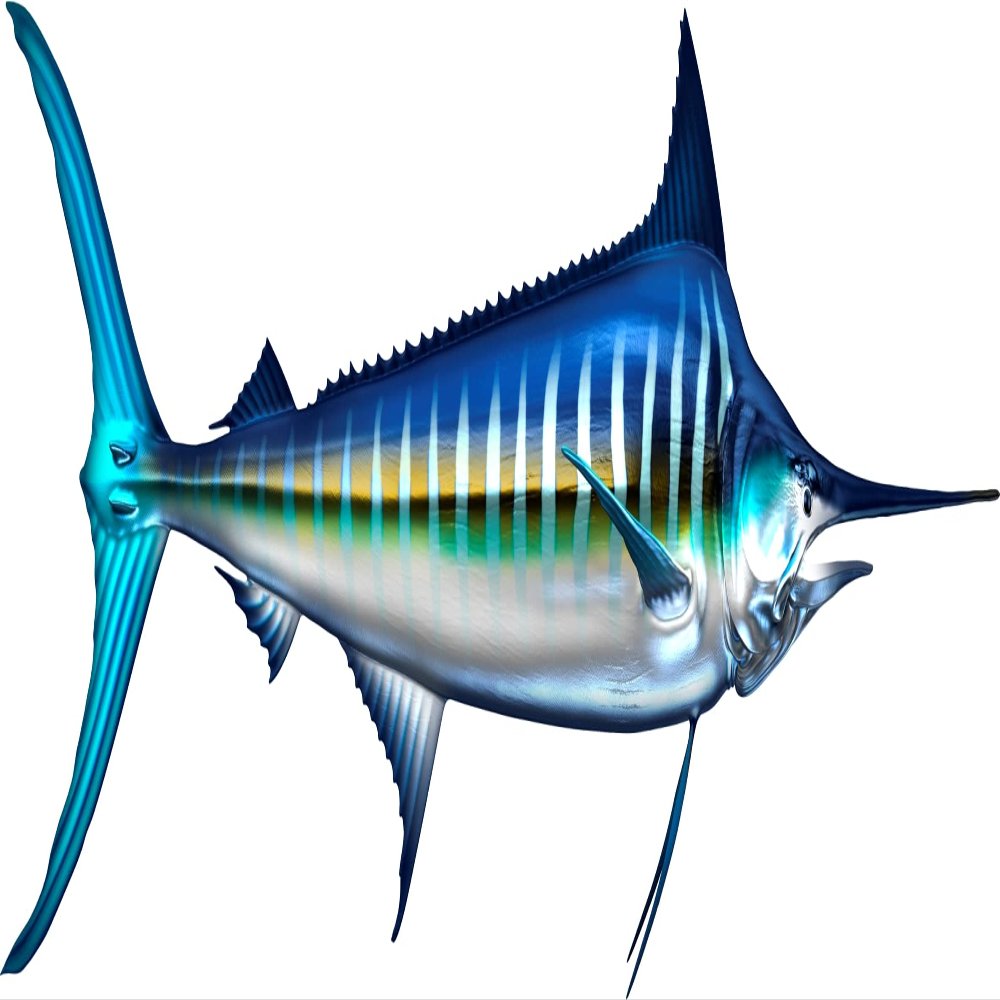 White Marlin Beautiful Fish Decal | Fishing Decal for Boat, Car, Vehicle, Truck Etc. | Waterproof Vinyl Sticker | Many Sizes & Styles Available | 12" to 40" By Digital Fish Art (Large, Position 6)