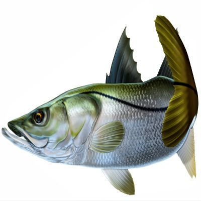 Snook Beautiful Fish Decal | Fishing Decal for Boat, Car, Vehicle, Truck Etc. | Waterproof Vinyl Sticker | Many Sizes & Styles Available | 12" to 40" By Digital Fish Art (Large, Position 1R)