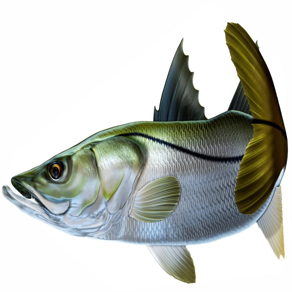 Snook Beautiful Fish Decal | Fishing Decal for Boat, Car, Vehicle, Truck Etc. | Waterproof Vinyl Sticker | Many Sizes & Styles Available | 12" to 40" By Digital Fish Art (Large, Position 1R)