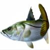 Snook Beautiful Fish Decal | Fishing Decal for Boat, Car, Vehicle, Truck Etc. | Waterproof Vinyl Sticker | Many Sizes & Styles Available | 12" to 40" By Digital Fish Art (Large, Position 1R) view 1