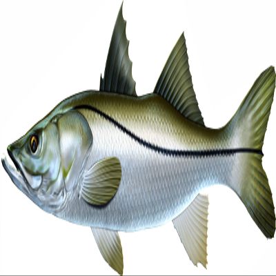 Snook Beautiful Fish Decal | Fishing Decal for Boat, Car, Vehicle, Truck Etc. | Waterproof Vinyl Sticker | Many Sizes & Styles Available | 12" to 40" By Digital Fish Art (X-Large, Position 4R)