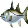 Snook Beautiful Fish Decal | Fishing Decal for Boat, Car, Vehicle, Truck Etc. | Waterproof Vinyl Sticker | Many Sizes & Styles Available | 12" to 40" By Digital Fish Art (X-Large, Position 4R) view 1
