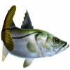 Snook Beautiful Fish Decal | Fishing Decal for Boat, Car, Vehicle, Truck Etc. | Waterproof Vinyl Sticker | Many Sizes & Styles Available | 12" to 40" By Digital Fish Art (Medium, Position 1) view 1