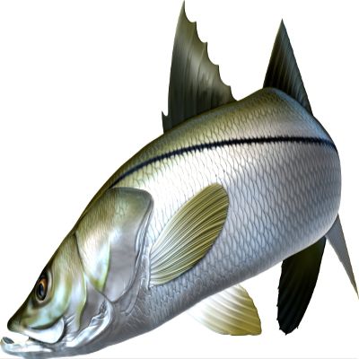 Snook Beautiful Fish Decal | Fishing Decal for Boat, Car, Vehicle, Truck Etc. | Waterproof Vinyl Sticker | Many Sizes & Styles Available | 12" to 40" By Digital Fish Art (Large, Position 2)