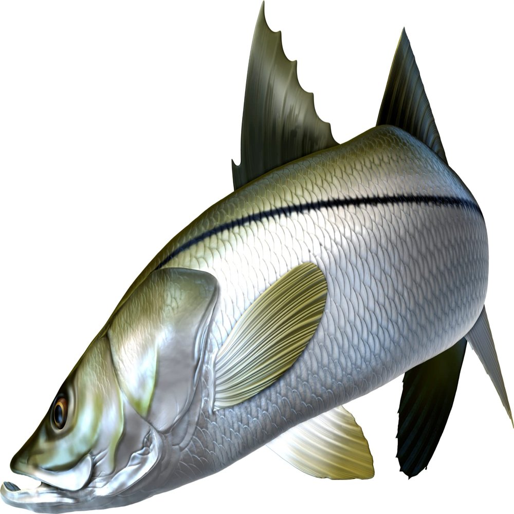 Snook Beautiful Fish Decal | Fishing Decal for Boat, Car, Vehicle, Truck Etc. | Waterproof Vinyl Sticker | Many Sizes & Styles Available | 12" to 40" By Digital Fish Art (Large, Position 2)