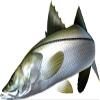 Snook Beautiful Fish Decal | Fishing Decal for Boat, Car, Vehicle, Truck Etc. | Waterproof Vinyl Sticker | Many Sizes & Styles Available | 12" to 40" By Digital Fish Art (Large, Position 2) view 1