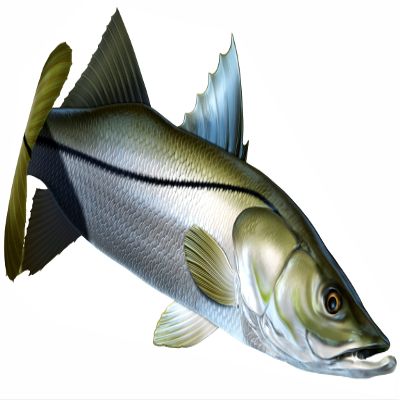 Snook Beautiful Fish Decal | Fishing Decal for Boat, Car, Vehicle, Truck Etc. | Waterproof Vinyl Sticker | Many Sizes & Styles Available | 12" to 40" By Digital Fish Art (Large, Position 3)