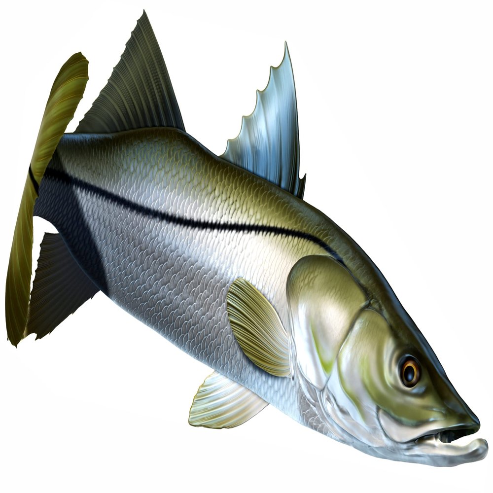 Snook Beautiful Fish Decal | Fishing Decal for Boat, Car, Vehicle, Truck Etc. | Waterproof Vinyl Sticker | Many Sizes & Styles Available | 12" to 40" By Digital Fish Art (Large, Position 3)