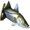 Snook Beautiful Fish Decal | Fishing Decal for Boat, Car, Vehicle, Truck Etc. | Waterproof Vinyl Sticker | Many Sizes & Styles Available | 12" to 40" By Digital Fish Art (Large, Position 3) view 1