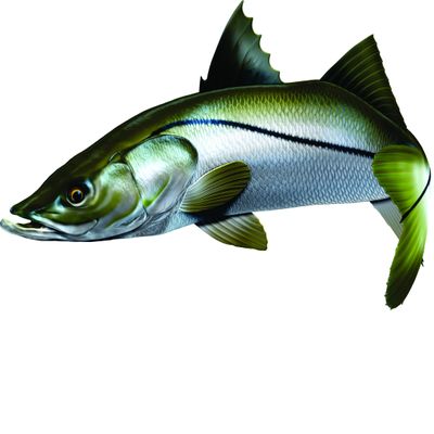Snook Beautiful Fish Decal | Fishing Decal for Boat, Car, Vehicle, Truck Etc. | Waterproof Vinyl Sticker | Many Sizes & Styles Available | 12" to 40" By Digital Fish Art (Large, Position 6)