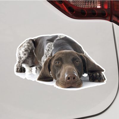 German Shorthaired Pointer Dog Photo Vinyl Decal Sticker Lying Down Tired for Car Boat Laptop Reflective Glossy Choose Size (4'' x 2.5" (10.2cm x 6.2cm), Reflective)