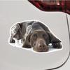 German Shorthaired Pointer Dog Photo Vinyl Decal Sticker Lying Down Tired for Car Boat Laptop Reflective Glossy Choose Size (4'' x 2.5" (10.2cm x 6.2cm), Reflective) view 1