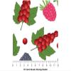 Rwraps Fruit Salad Bite Sized Gloss Vinyl Film Wrap 59in x 12ft Vinyl view 4