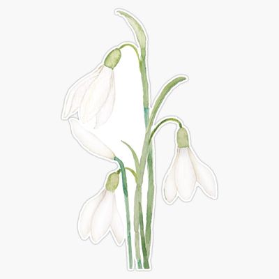 Angelic Snowdrop Flowers Watercolor Sticker Vinyl Waterproof Sticker Decal Car Laptop Wall Window Bumper Sticker 5"