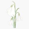 Angelic Snowdrop Flowers Watercolor Sticker Vinyl Waterproof Sticker Decal Car Laptop Wall Window Bumper Sticker 5" view 1