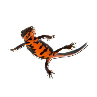 Floating Firebelly Newt 9 inch Full Color Indoor Outdoor Vinyl Decal