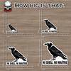 No Gods No Masters Sticker or Magnet Decal Ni Dieu Ni Maitres French Crow Anarchist Raven Punk Atheist Bird Waterproof Vinyl Sticker for Bumper Water Bottle Car Fridge Laptop view 2