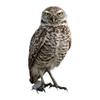 Photo Realistic Owl Decal - Vinyl Sticker for Cars, Laptops, Windows and Water Bottles - 12 Inches Tall view 1