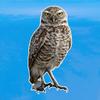 Photo Realistic Owl Decal - Vinyl Sticker for Cars, Laptops, Windows and Water Bottles - 12 Inches Tall view 3