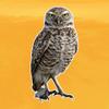 Photo Realistic Owl Decal - Vinyl Sticker for Cars, Laptops, Windows and Water Bottles - 12 Inches Tall view 4