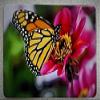BilletVault HMC-TH-BUTTERFLYFLOWER-4X6-UV view 1